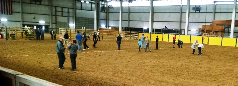 dog races 2