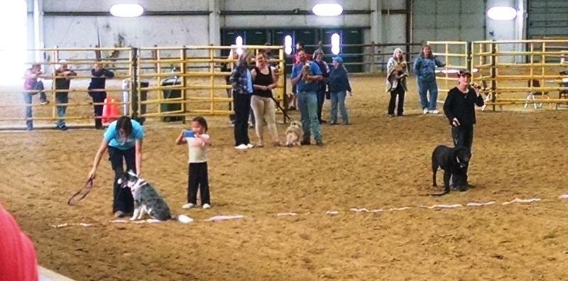Dog races 3
