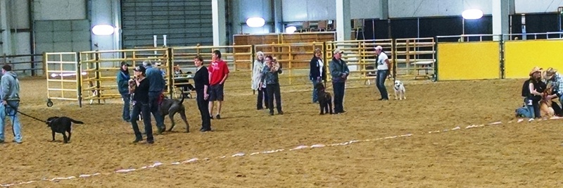 dog races 4
